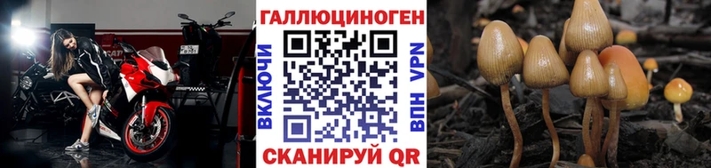 Купить Грязи Псилоцибиновые грибы мицелий